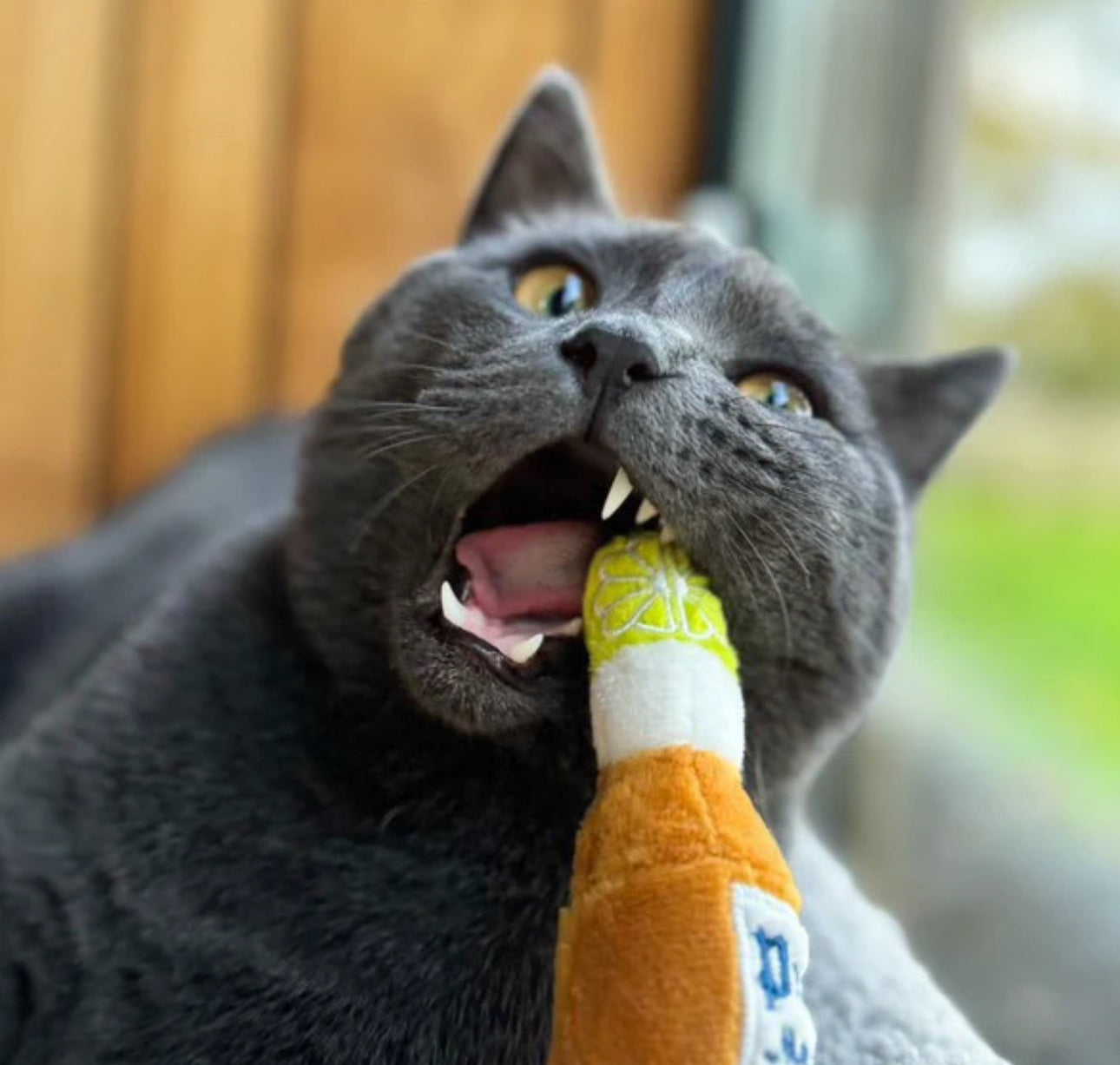 Purrona (Bottle & Ball) Catnip Toys