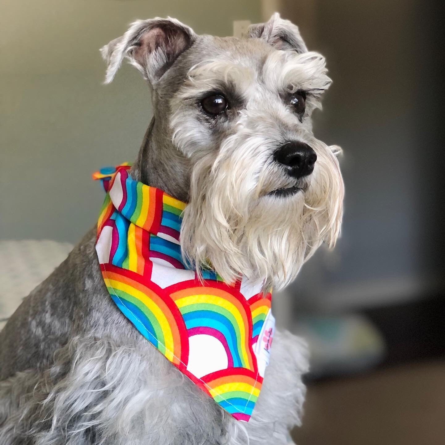 Rainbow Bandana