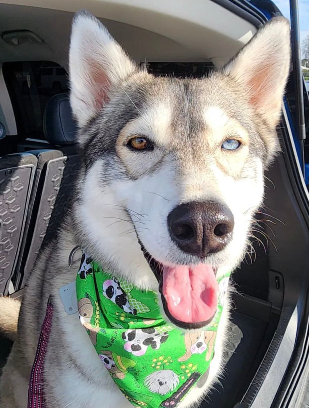 St. Patrick's Day Bandana