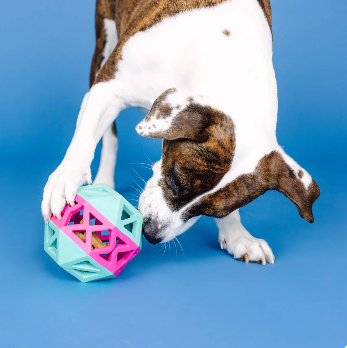PetShop by Fringe Studio Turquoise/Hot Pink This Is How I Roll Rubber Dog Toy