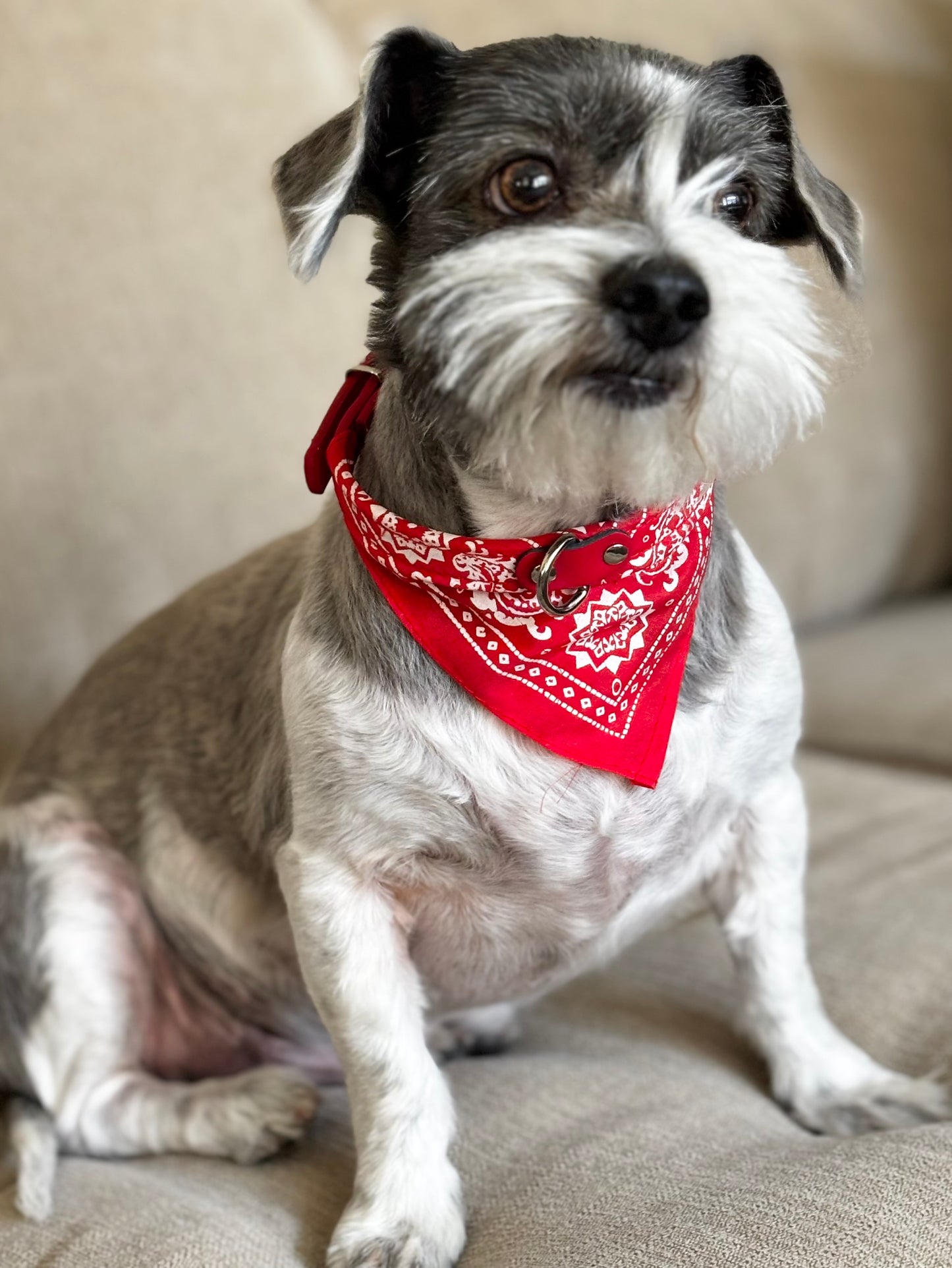 Pet Bandana Collar