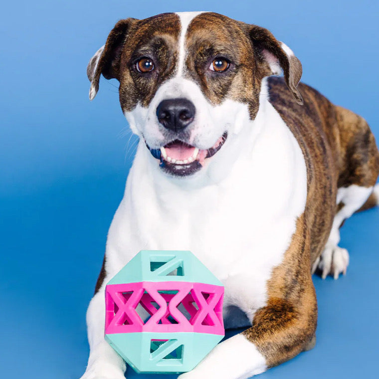 PetShop by Fringe Studio Turquoise/Hot Pink This Is How I Roll Rubber Dog Toy
