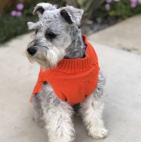 Dog Knitted Sweater