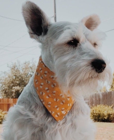 Bee Print Bandana