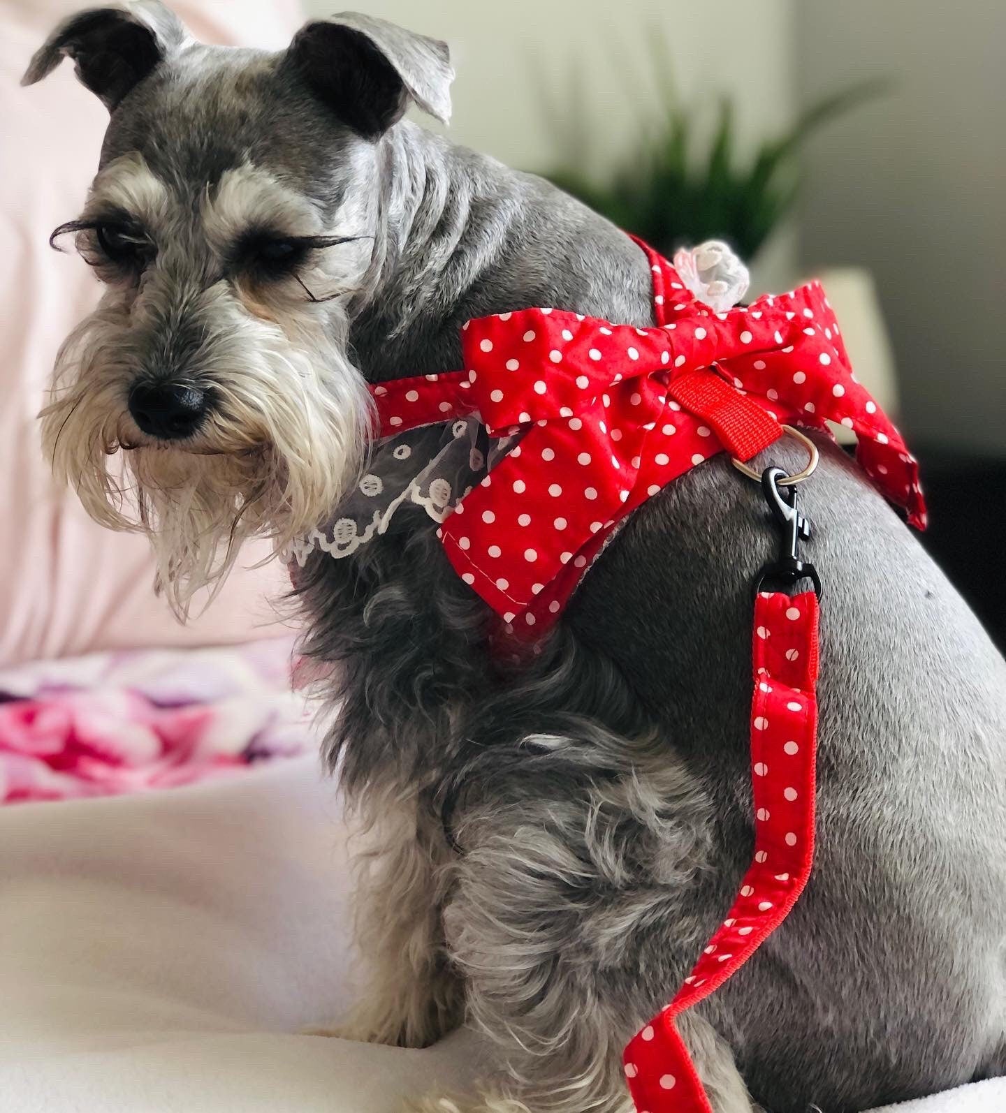 Red Lace Harness Set